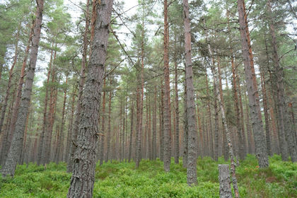 8 acres of Woodland for sale in