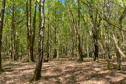 5 acres of Woodland for sale in