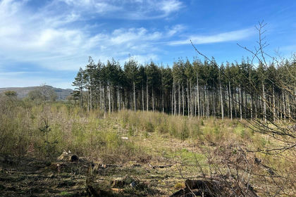 6 acres of Woodland for sale in Bickington