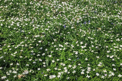 Recreational Land for sale in Woodchurch