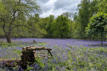 25.8 acres of Recreational Land for sale in Woodchurch