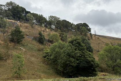 3.1 acres of Woodland for sale in Hartington Nether Quarter