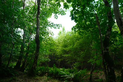 4.3 acres of Woodland for sale in