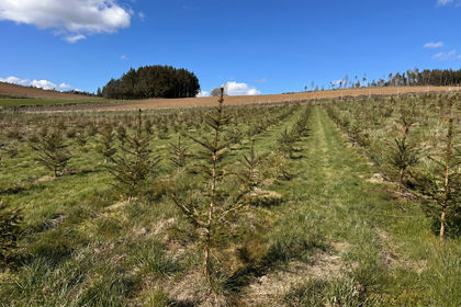 566.2 acres of Timberland for sale in West Aberdeenshire and Kincardine