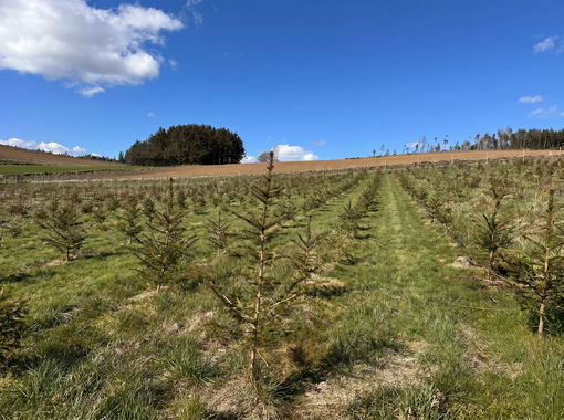566.2 acres of Timberland for sale in West Aberdeenshire and Kincardine