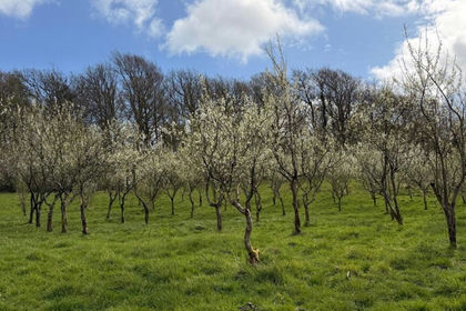 1.4 acres of Orchard for sale in Colton