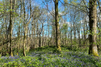 4.8 acres of Woodland for sale in