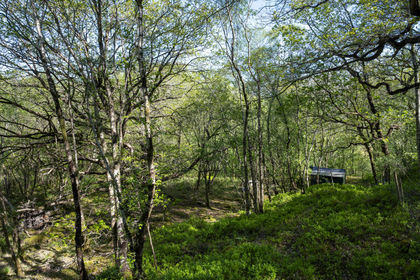 4.3 acres of Woodland with Cabin for sale in