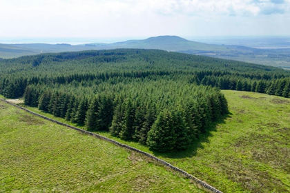 617 acres of Timberland for sale in Dumfries and Galloway