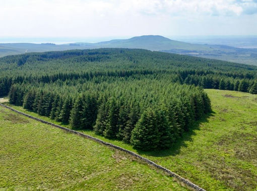 617 acres of Timberland for sale in Dumfries and Galloway