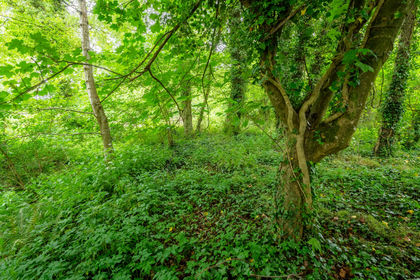 Woodland for sale in Bideford