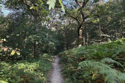 62.8 acres of Woodland for sale in Rotherfield