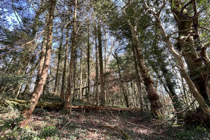 5.7 acres of Woodland for sale in