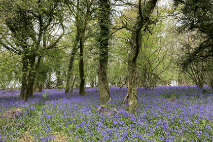 3 acres of Woodland for sale in