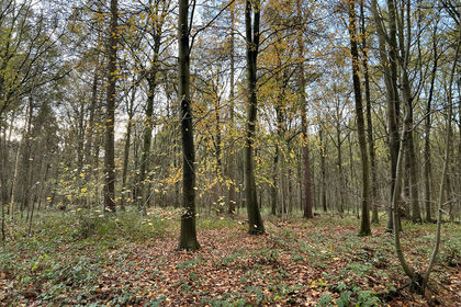 4 acres of Woodland for sale in
