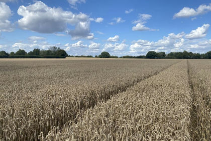 31.5 acres of Agricultural Land for sale in Old Buckenham