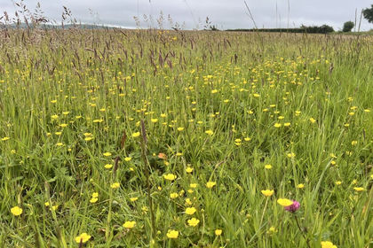 2.8 acres of Grazing Land for sale in Godshill