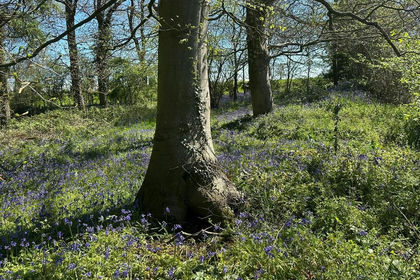3.2 acres of Woodland for sale in Bentley Pauncefoot