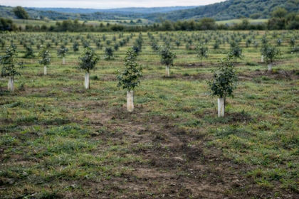 4.7 acres of Orchard for sale in Cynwyl Elfed