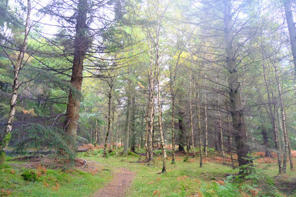 4.5 acres of Woodland for sale in