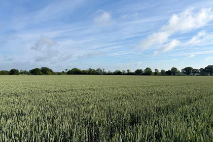 145.8 acres of Farmland for sale in Wissett