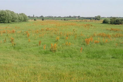 15.5 acres of Pasture for sale in North Curry
