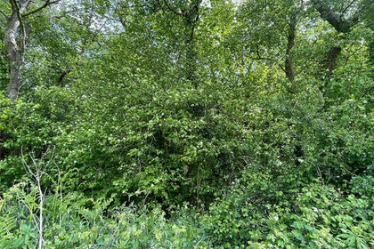 1.6 acres of Undeveloped Land for sale in Ashcott