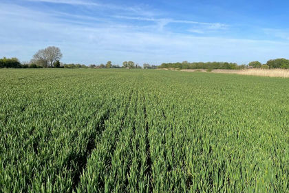Farmland for sale in Tydd St. Giles
