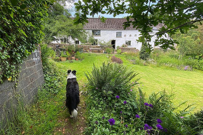 18 acres of House with Land for sale in Thelbridge