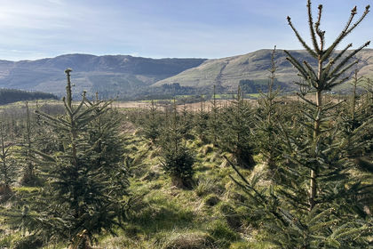 171.1 acres of Woodland for sale in Argyll, Bute and South Lochaber