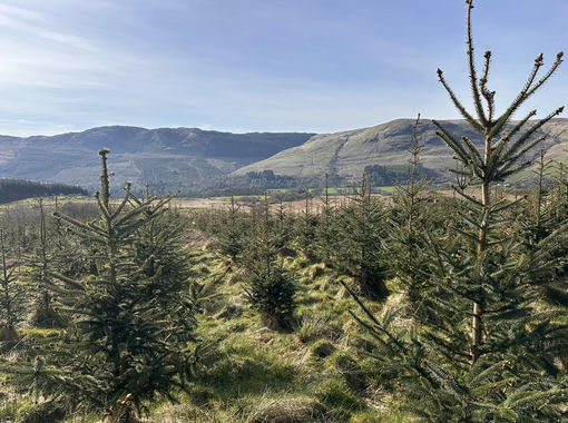 171.1 acres of Woodland for sale in Argyll, Bute and South Lochaber