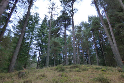 7.8 acres of Woodland for sale in