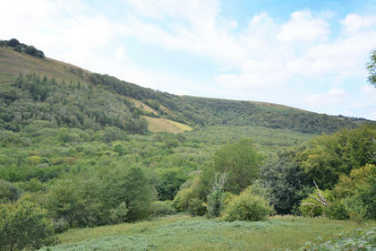 55 acres of Woodland for sale in Talley