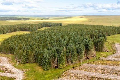391 acres of Timberland for sale in Caithness, Sutherland and Easter Ross