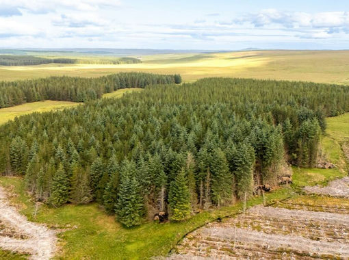 391 acres of Timberland for sale in Caithness, Sutherland and Easter Ross