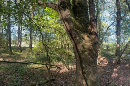 1.1 acres of Woodland for sale in Abinger