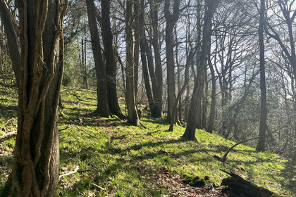 8 acres of Woodland for sale in