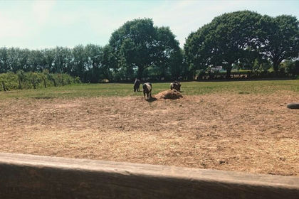 1.2 acres of Equestrian property for sale in Birdham