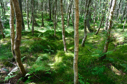 5 acres of Woodland for sale in