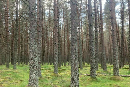 256.9 acres of Timberland for sale in Inverness, Skye and West Ross-shire