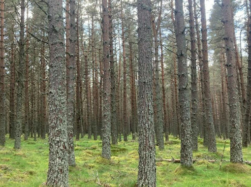 256.9 acres of Timberland for sale in Inverness, Skye and West Ross-shire