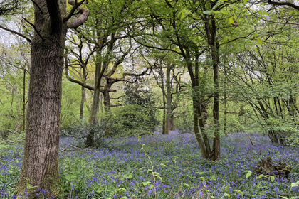 38 acres of Woodland for sale in Croydon East