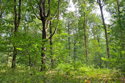 7.5 acres of Woodland for sale in
