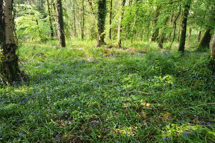 6 acres of Woodland for sale in