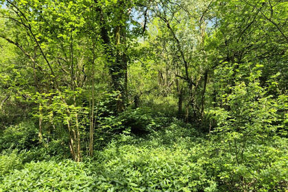 26.1 acres of Woodland for sale in Waterhouses