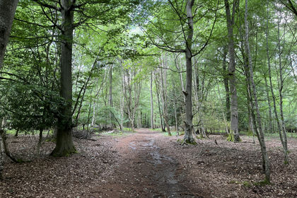 4.5 acres of Woodland for sale in
