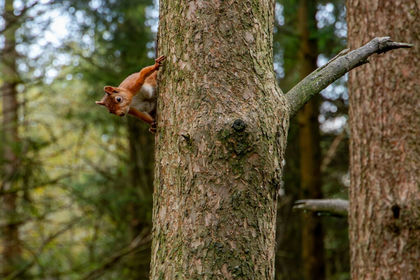 37 acres of Recreational Land for sale in Hawes