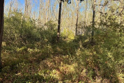 7 acres of Woodland for sale in Dorking and Horley