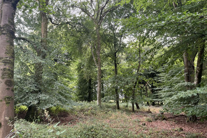2.3 acres of Woodland for sale in