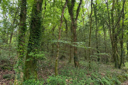 Amenity Land for sale in Quethiock